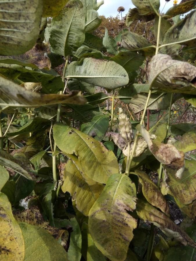 Asclepias amplexicaulis