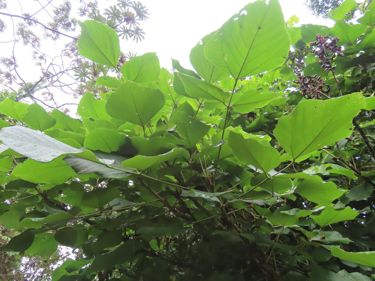 Erythrina costaricensis leaf