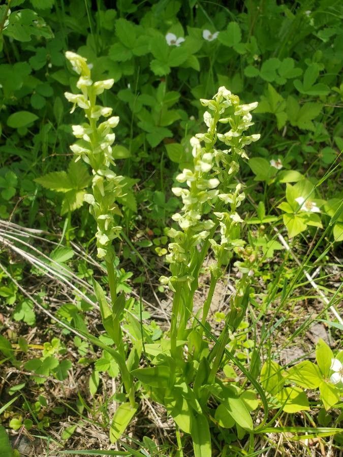 Platanthera flava flower