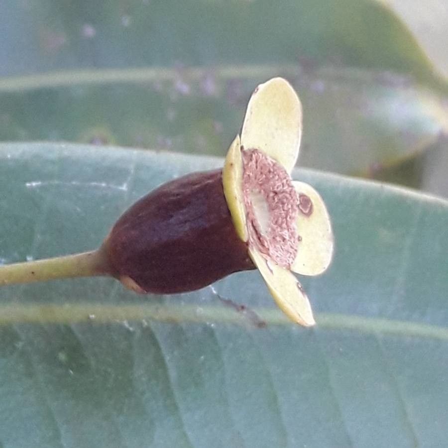Eugenia gatopensis fruit