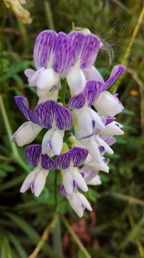 Vicia sylvatica flower