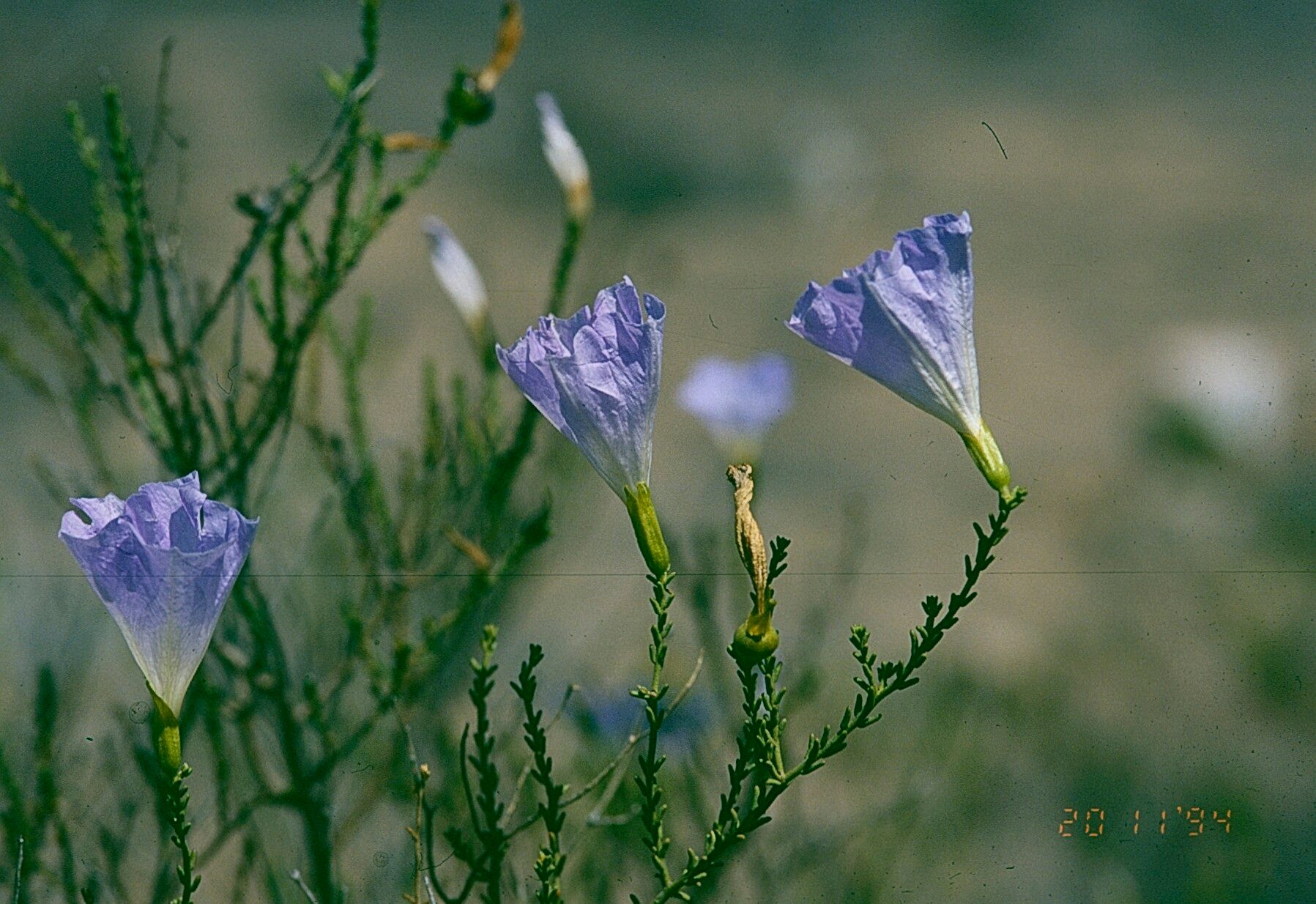 Nolana rostrata — houseplant care guide