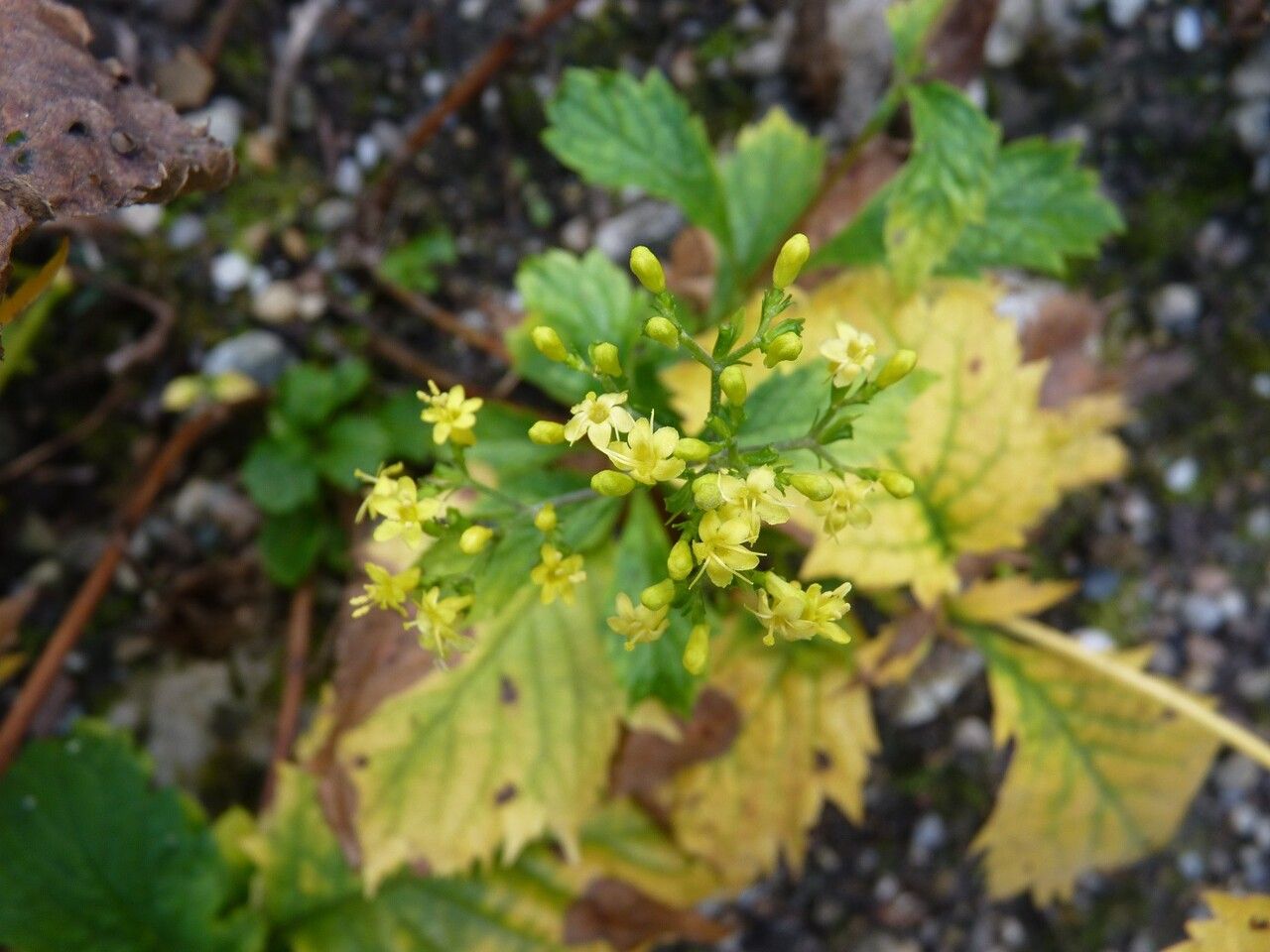 Patrinia heterophylla other
