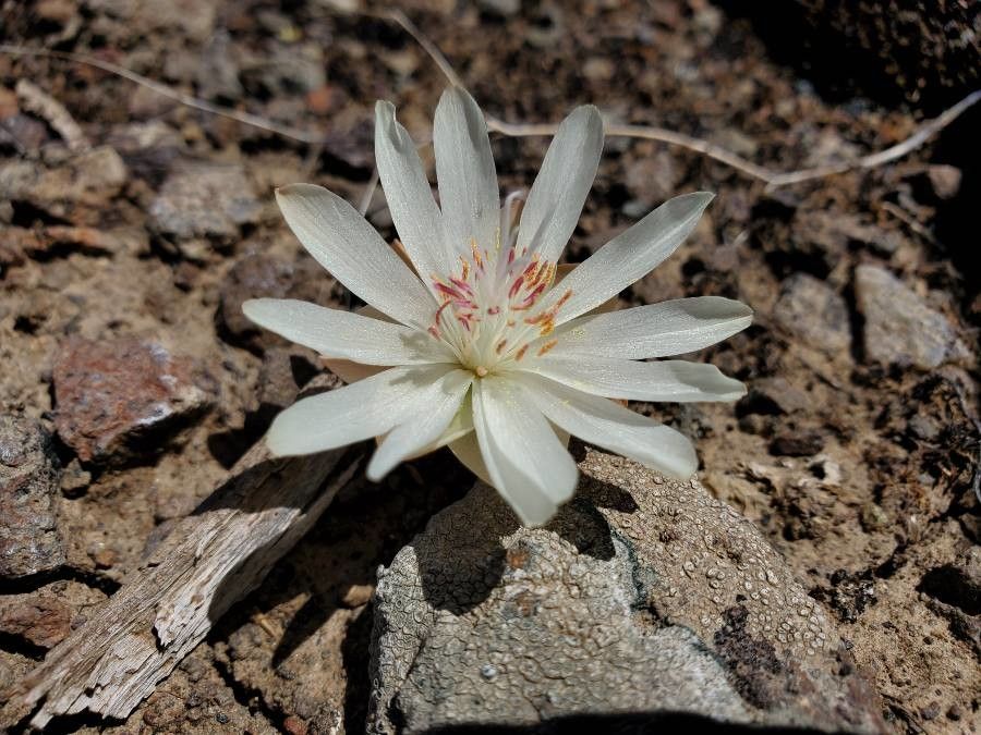 Lewisia rediviva flower