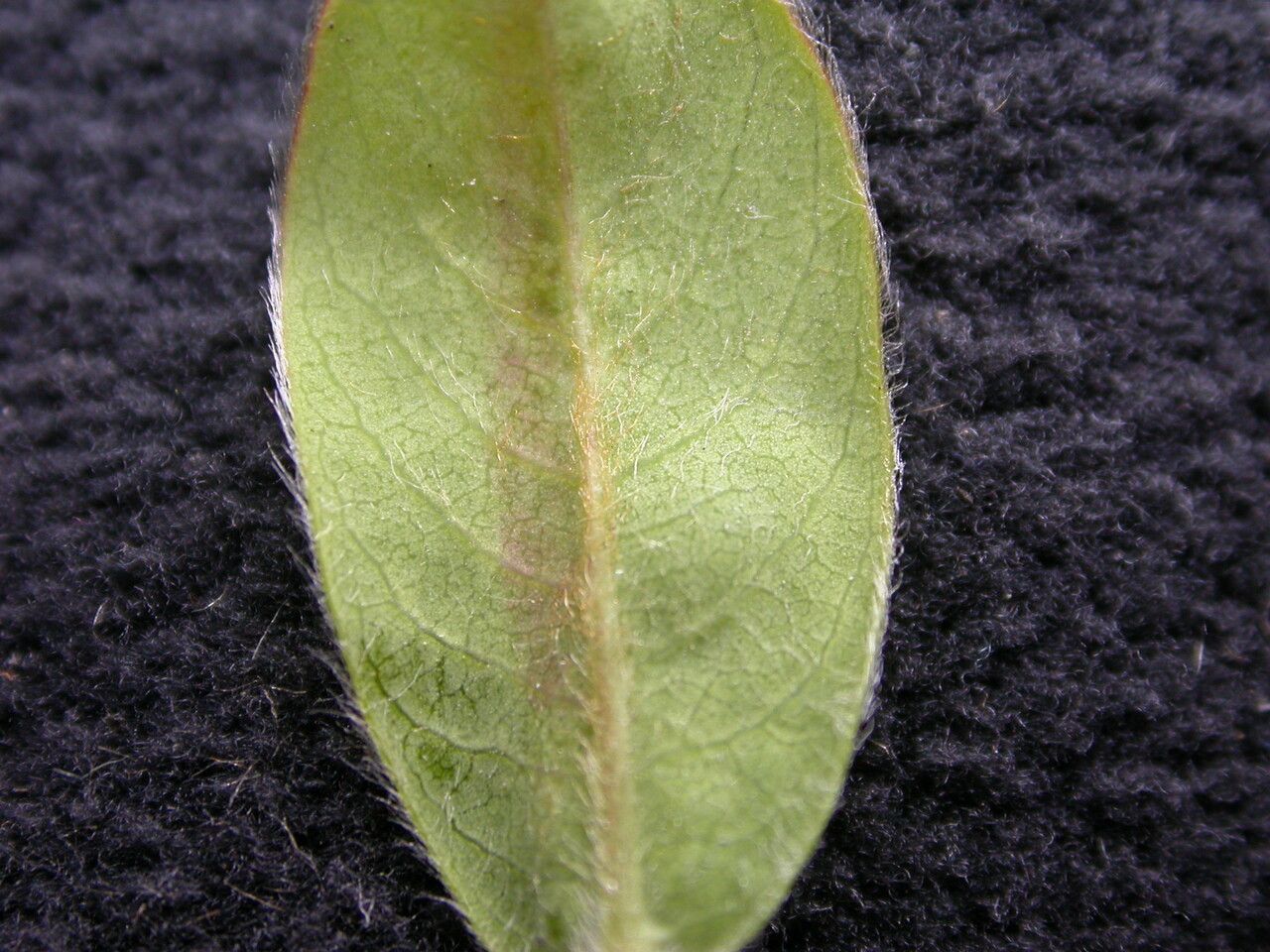 Salix obscura — houseplant care guide