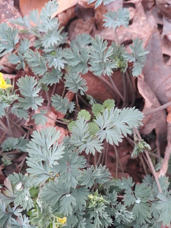Corydalis flavula — search result for 'Papaveraceae'