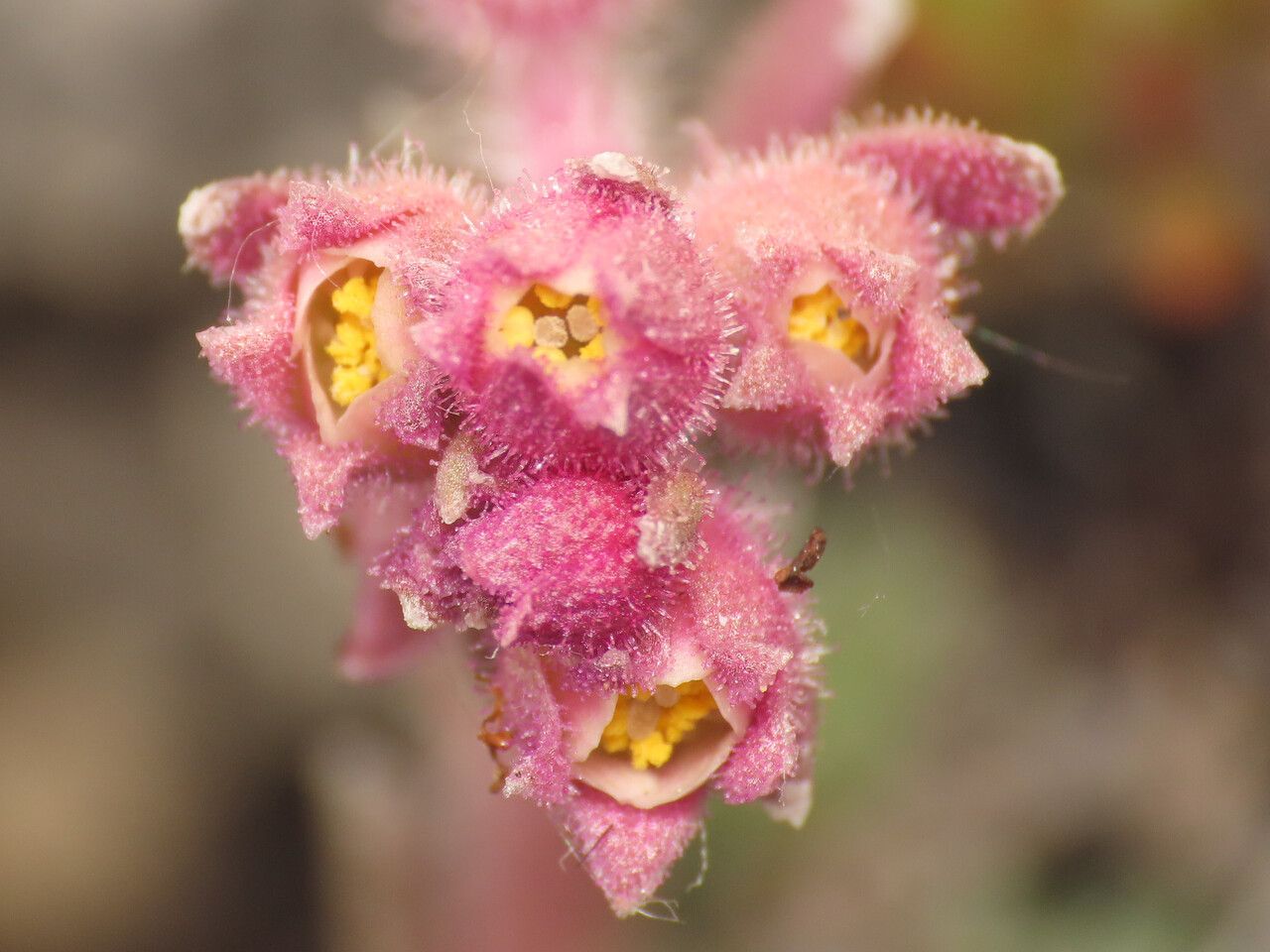 Saxifraga porophylla flower