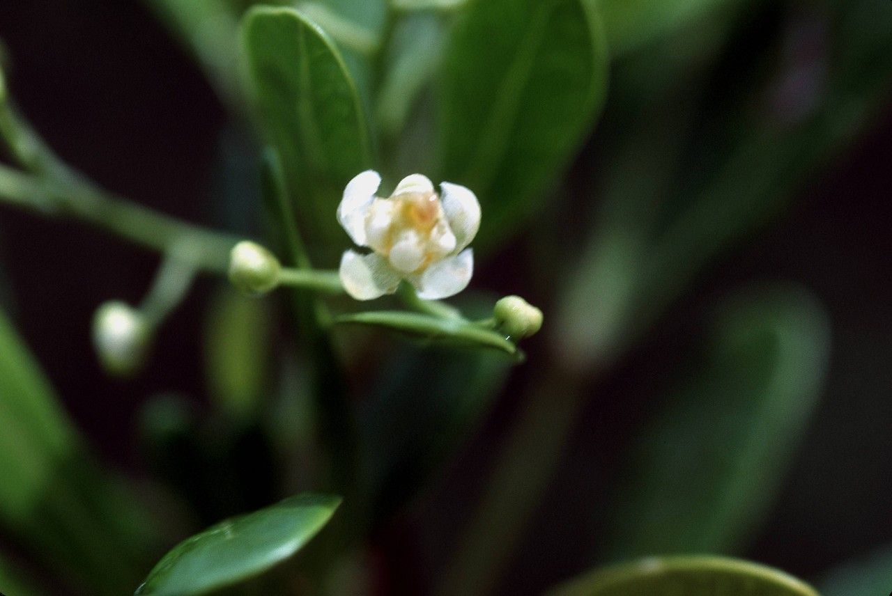 Hypelate trifoliata flower