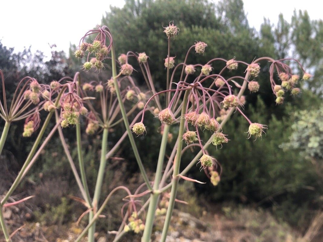 Thapsia gummifera flower