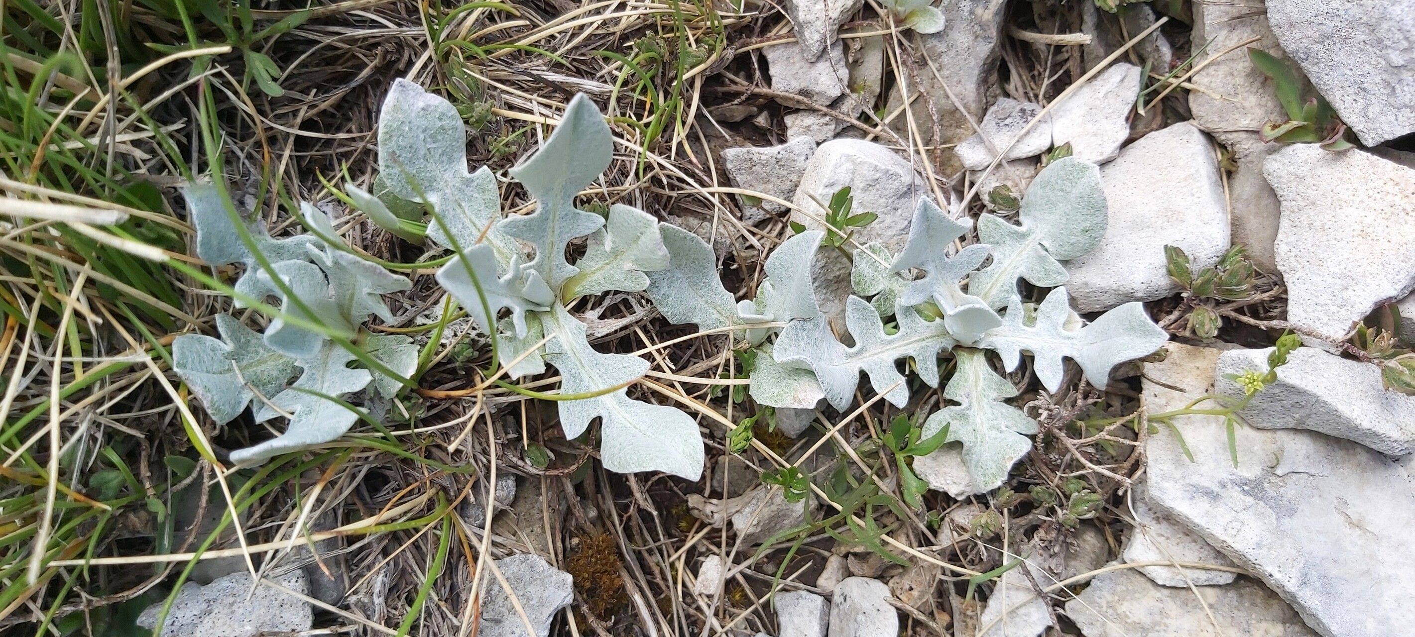 Centaurea pindicola — houseplant care guide