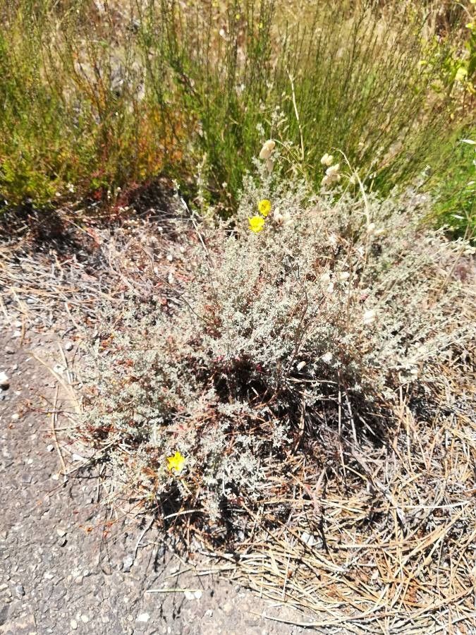 Cistus ocymoides habit