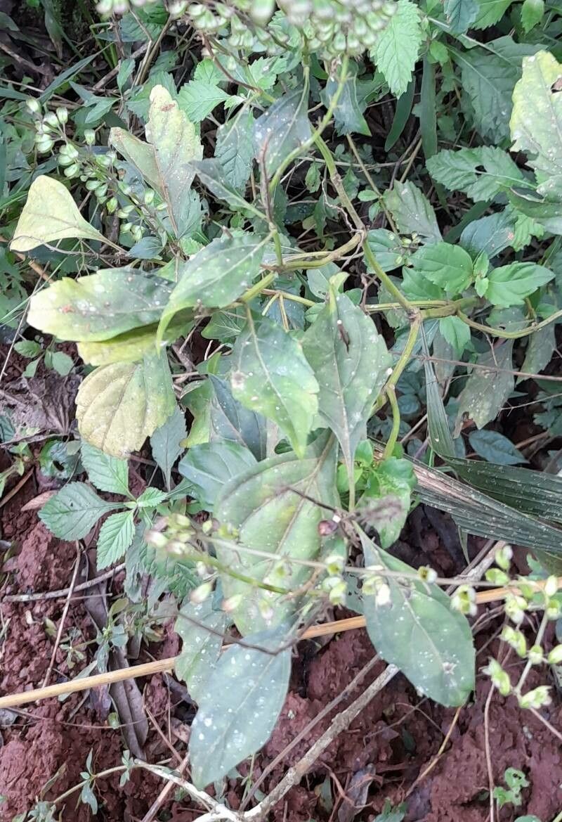 Ocimum carnosum habit