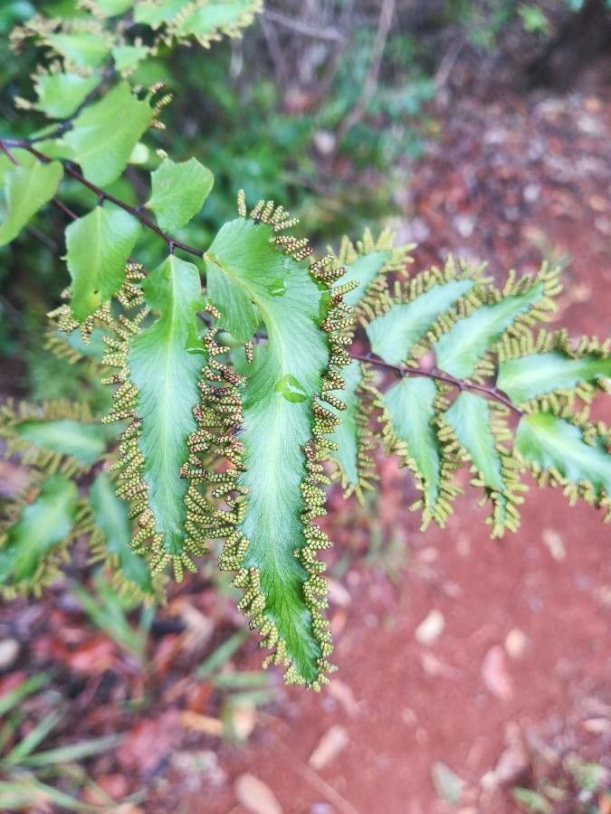 Lygodium reticulatum — houseplant care guide