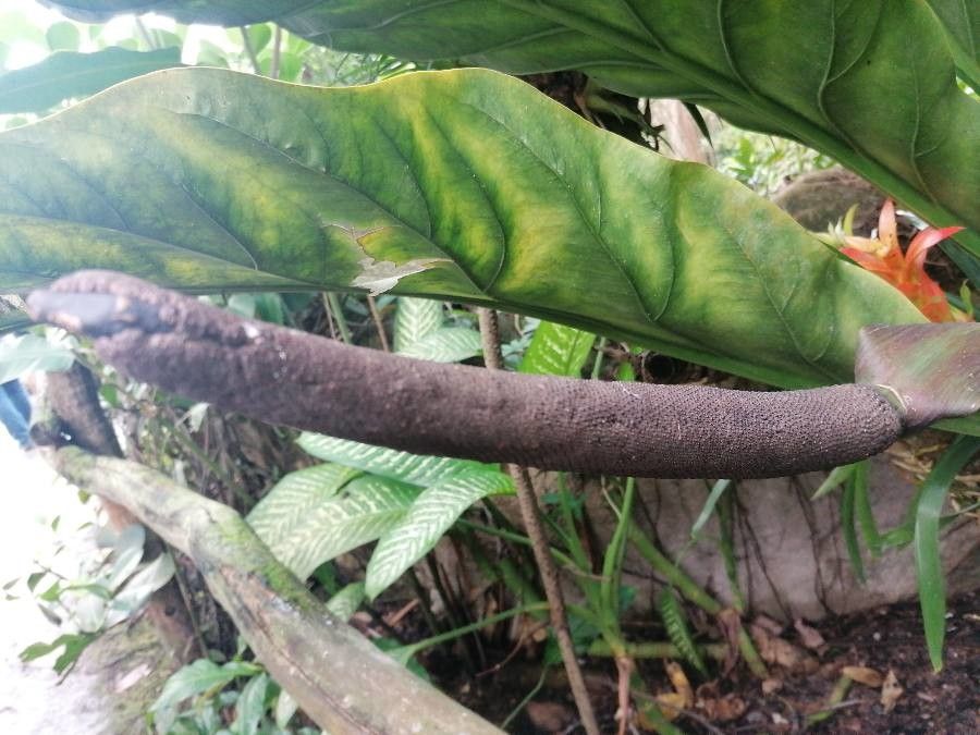 Anthurium hookeri fruit