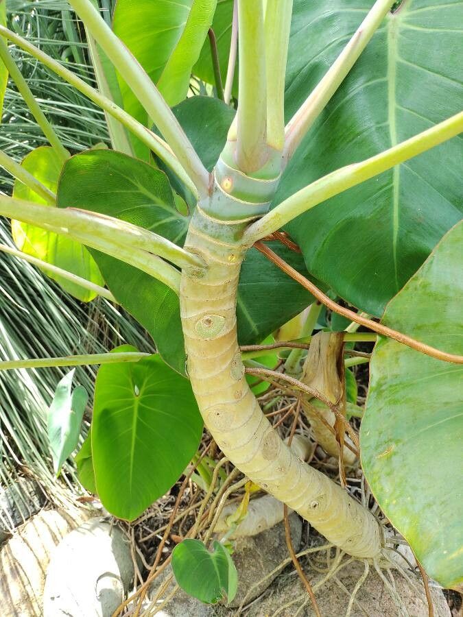 Philodendron ricardoi bark