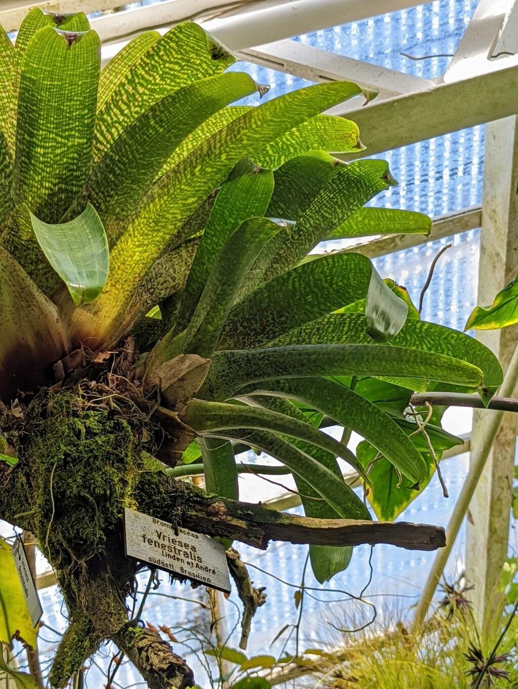 Vriesea fenestralis leaf