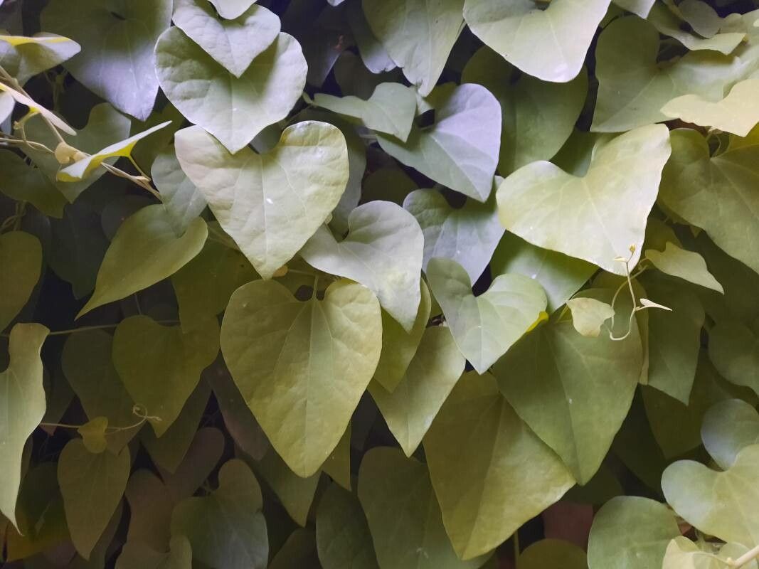 Aristolochia gigantea — search result for 'Aristolochia'