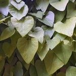 Aristolochia gigantea