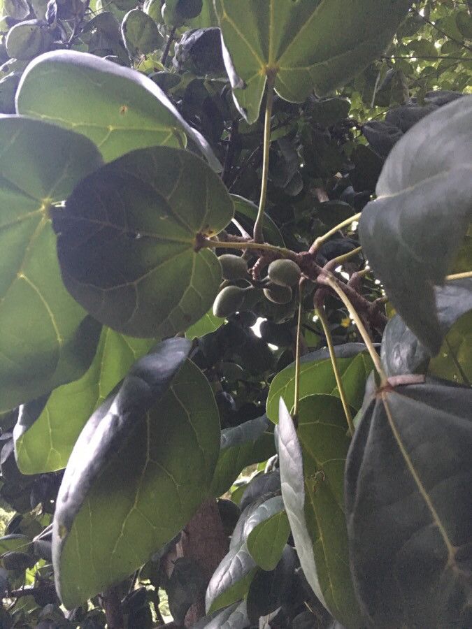 Acropogon bullatus fruit