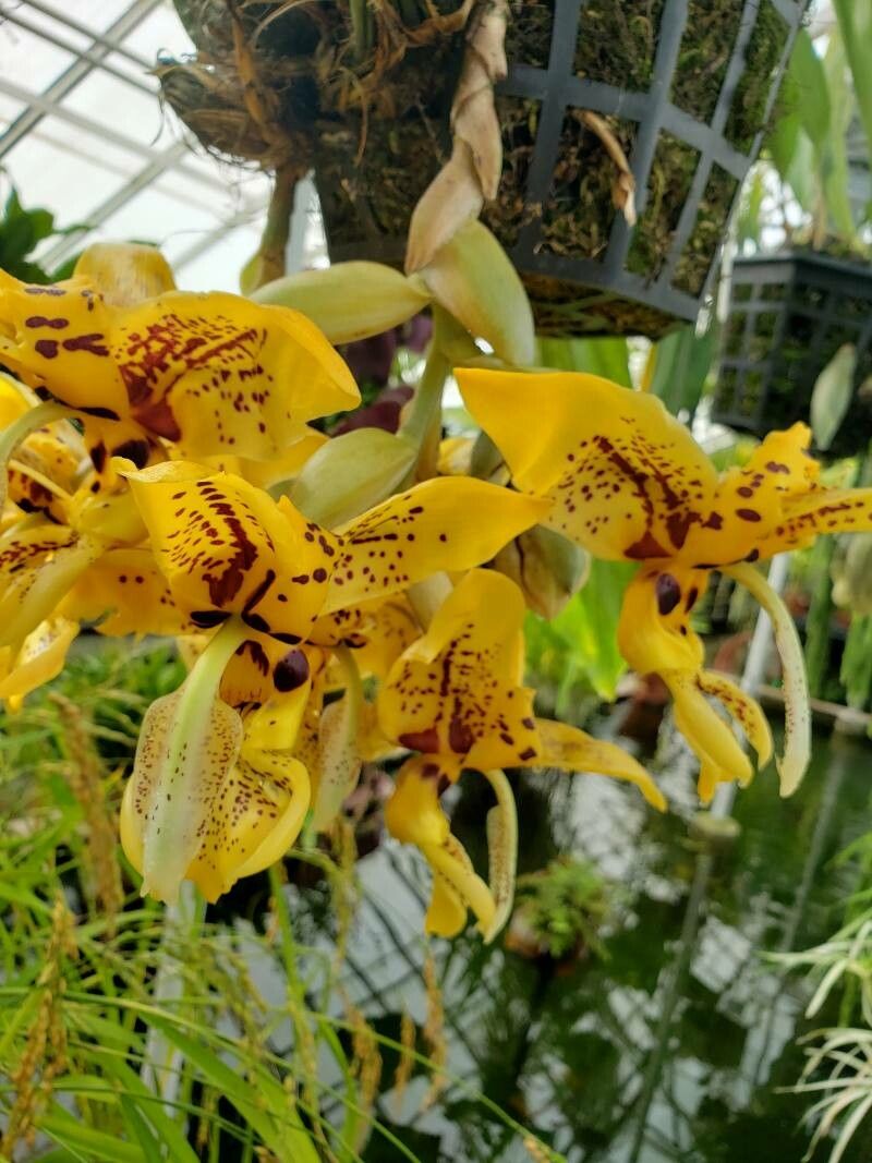 Stanhopea wardii flower