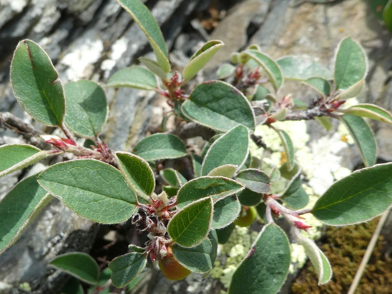 Cotoneaster integerrimus