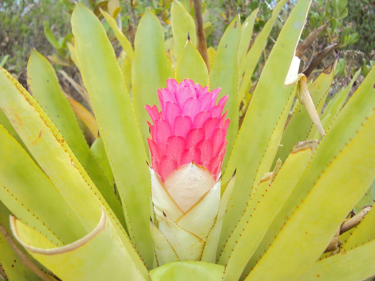 Quesnelia arvensis leaf