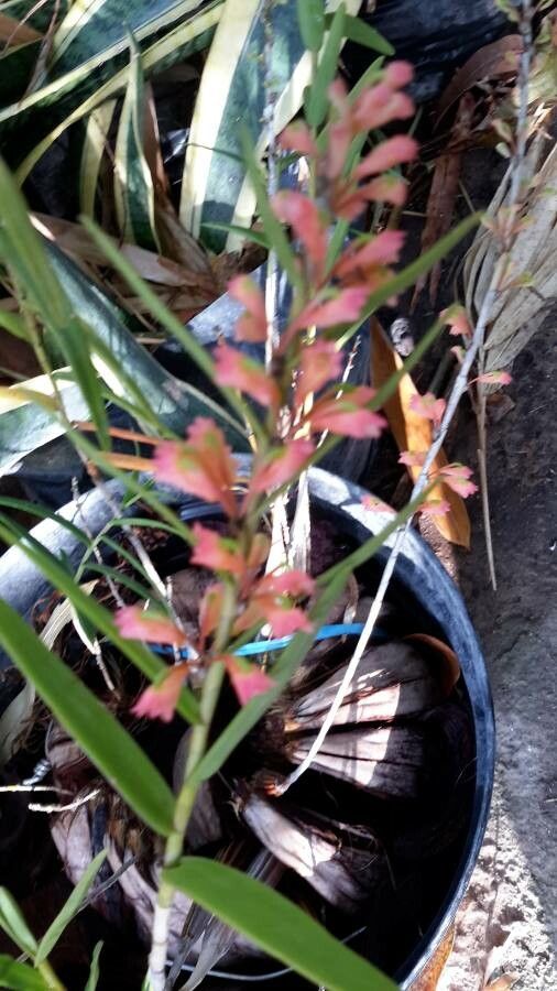 Dendrobium cymatoleguum — houseplant care guide