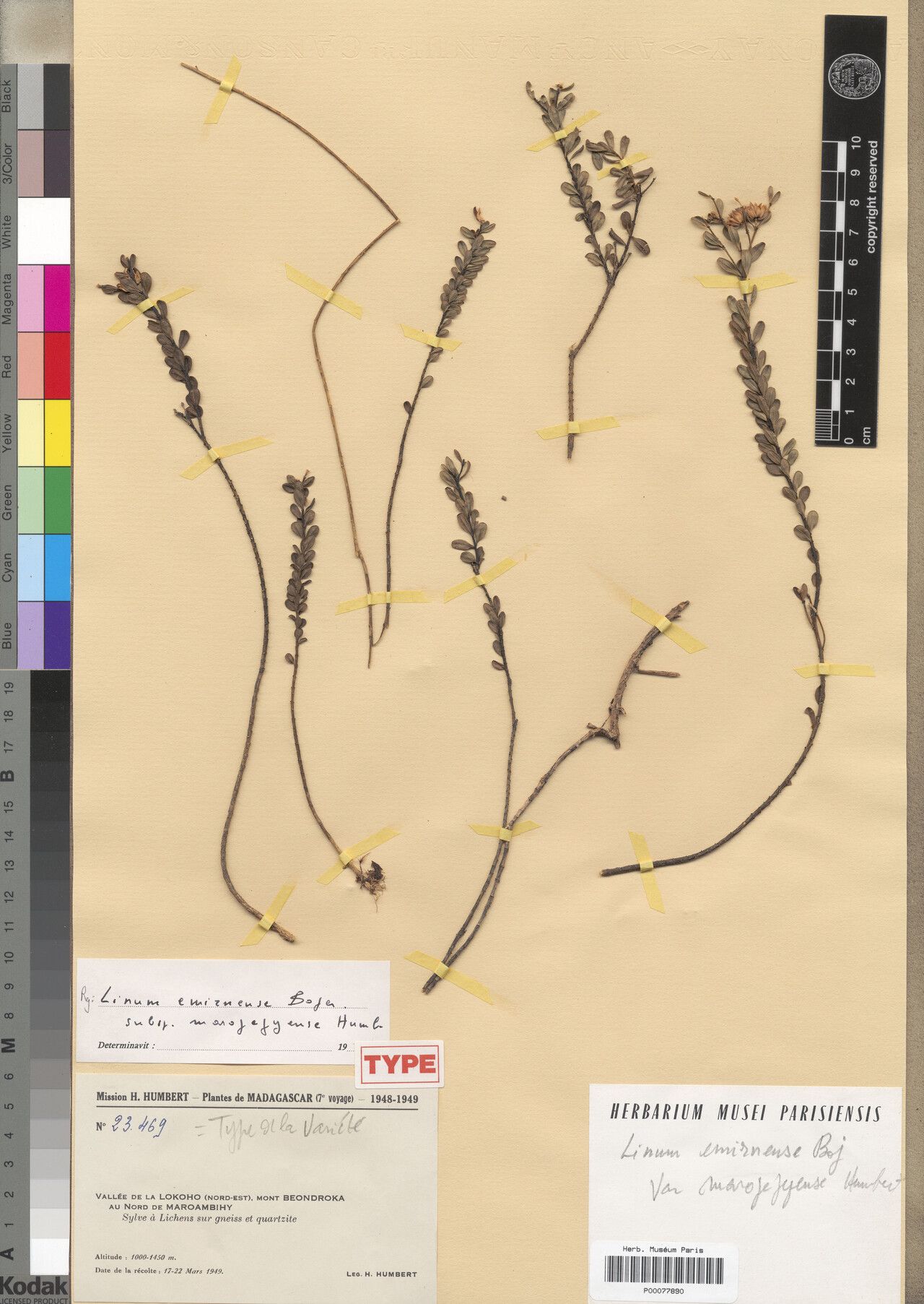 Linum marojejyense — search result for 'Linum'