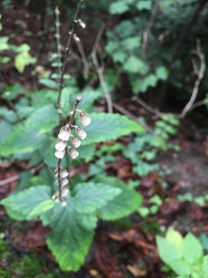 Scutellaria altissima fruit