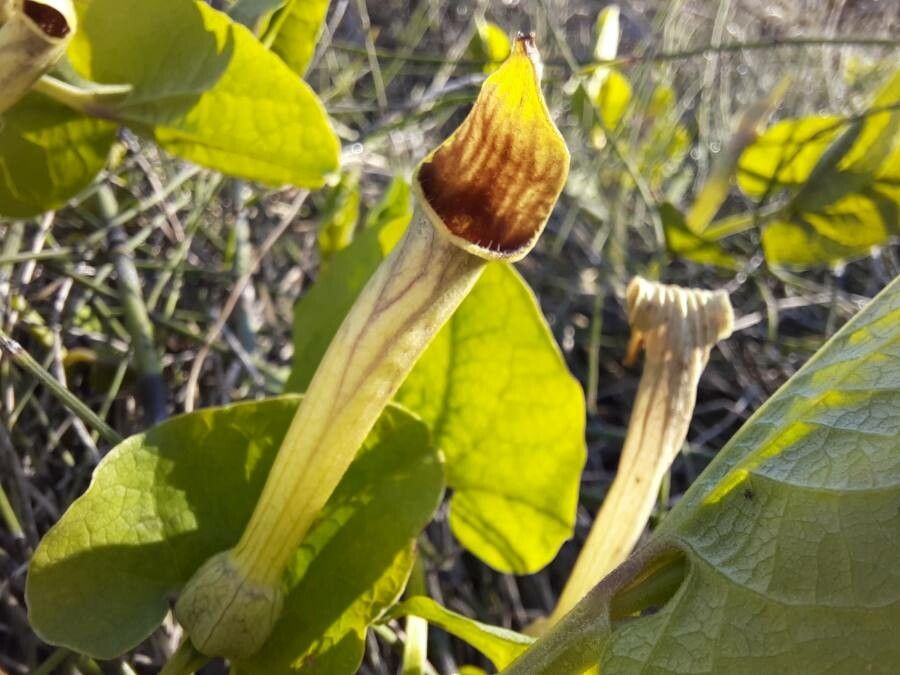 Aristolochia paucinervis flower