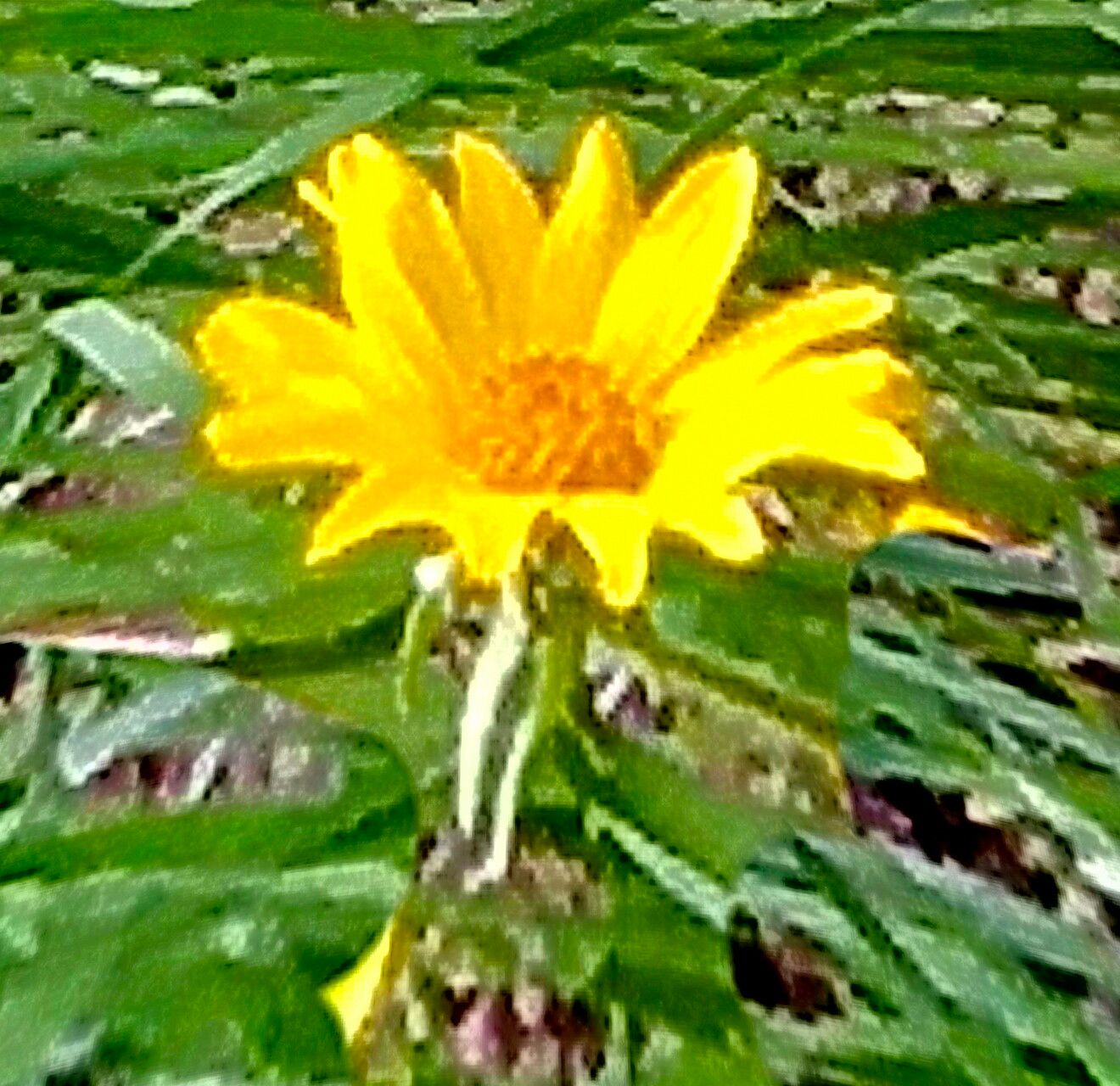 Balsamorhiza macrophylla — houseplant care guide