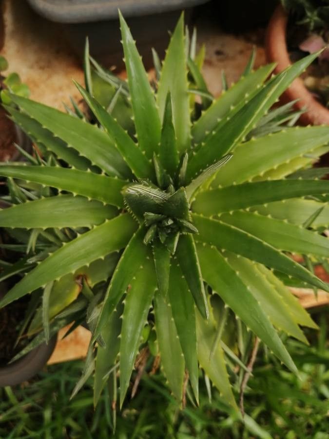 Dyckia brevifolia bark