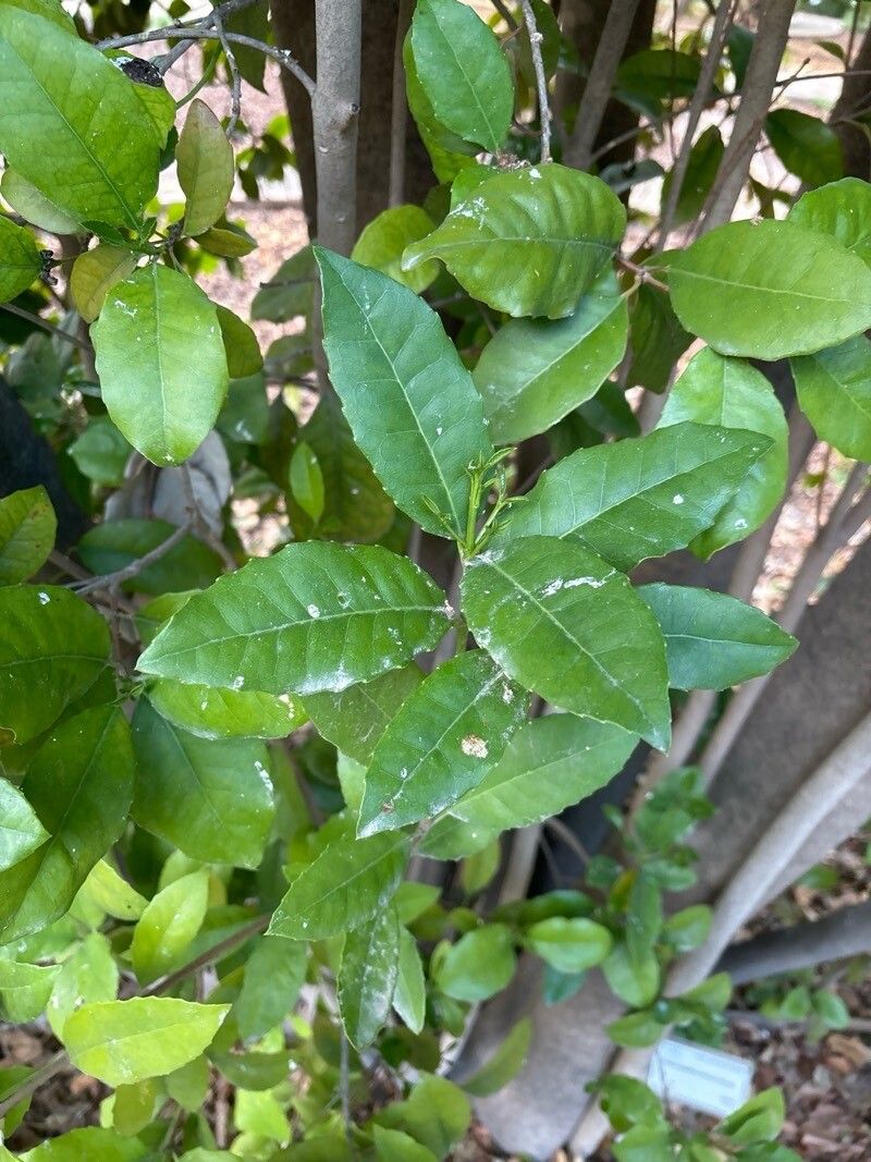 Elaeodendron papillosum leaf