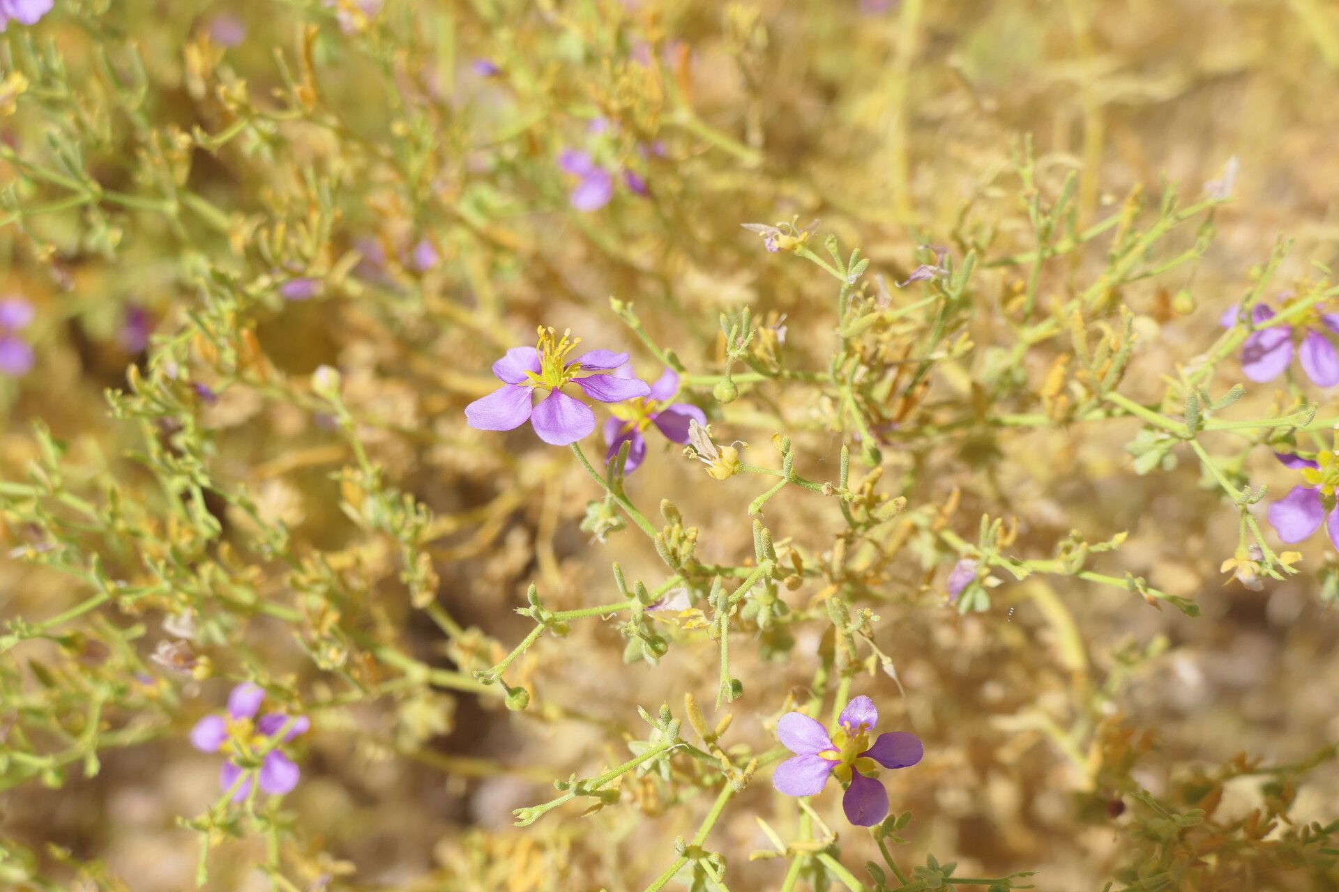 Fagonia scabra flower