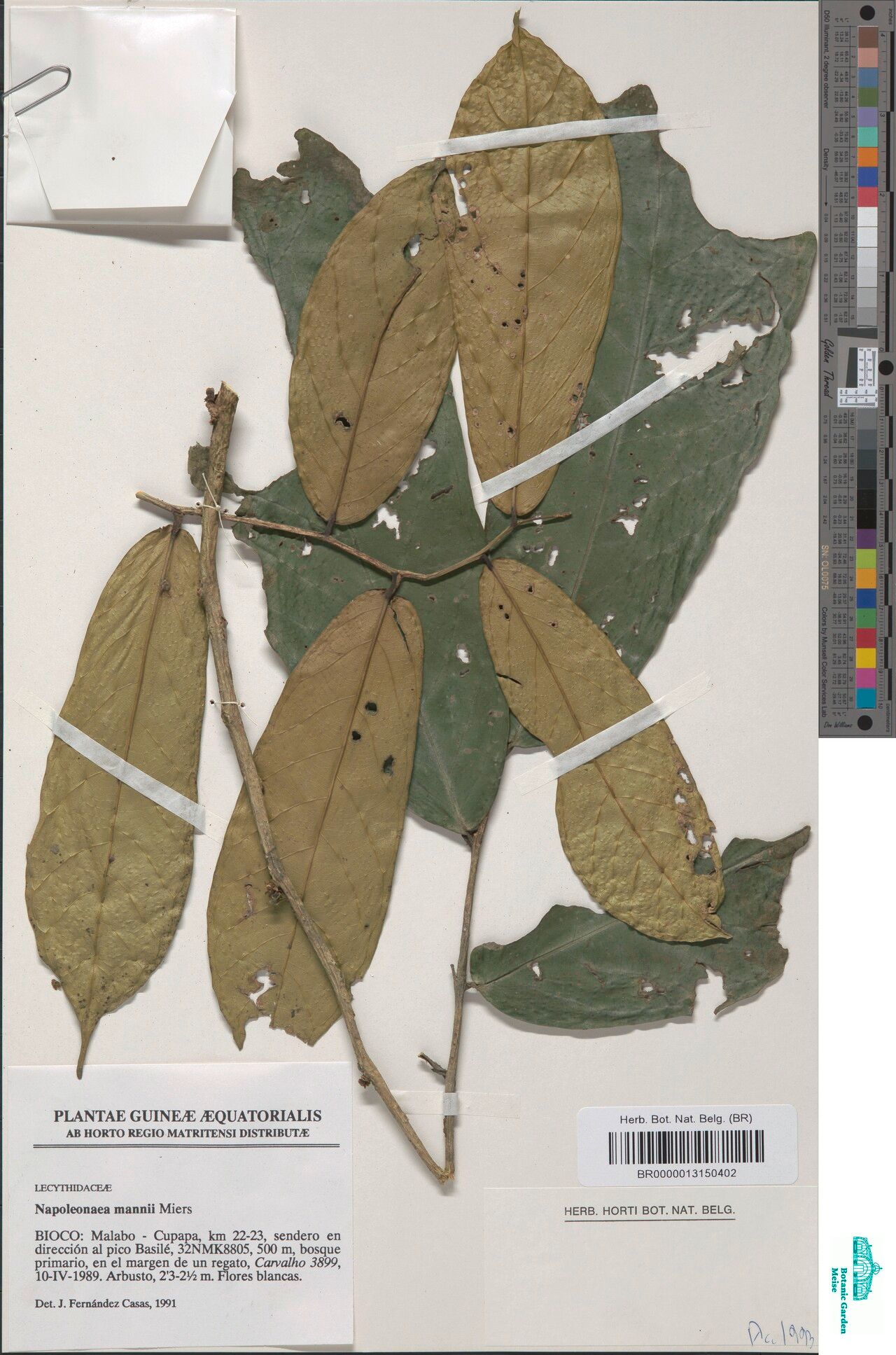 Napoleonaea mannii — search result for 'Napoleonaea'