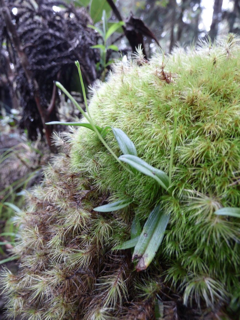 Liparis scaposa habit