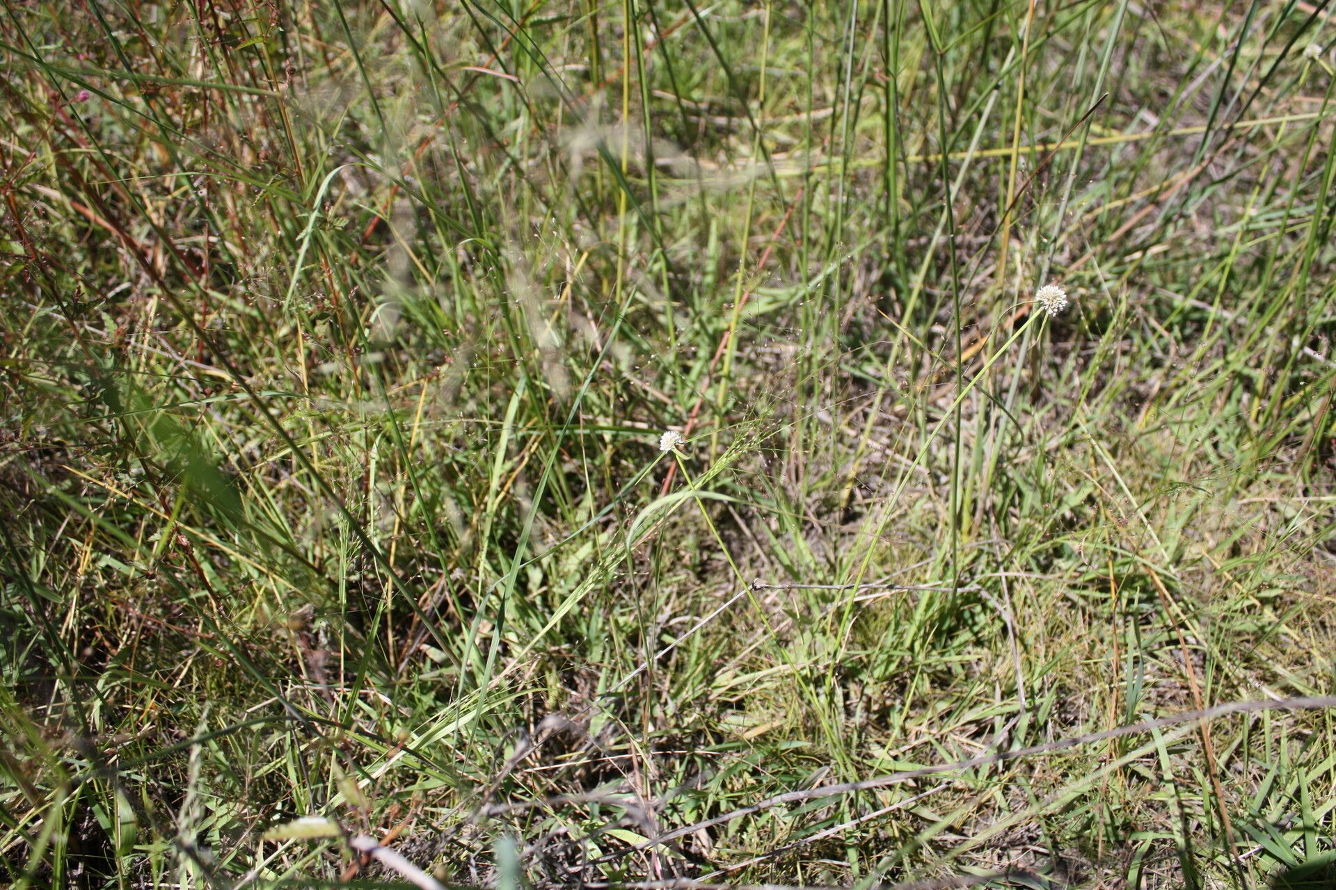 Cyperus pulchellus habit