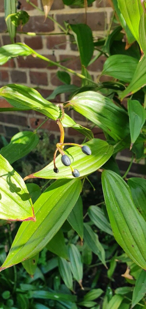 Disporum cantoniense fruit