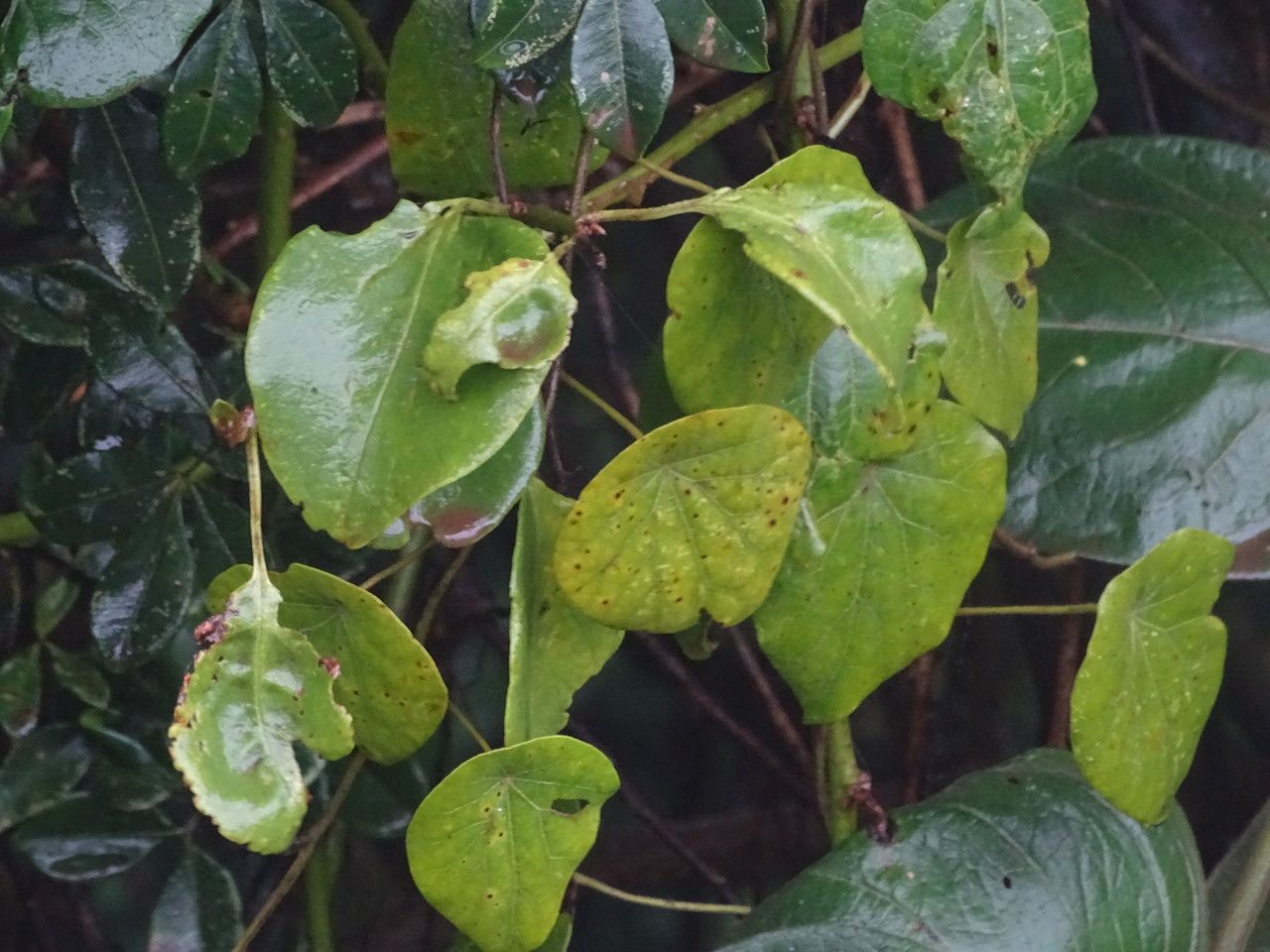 Dombeya torrida — search result for 'Dombeya'