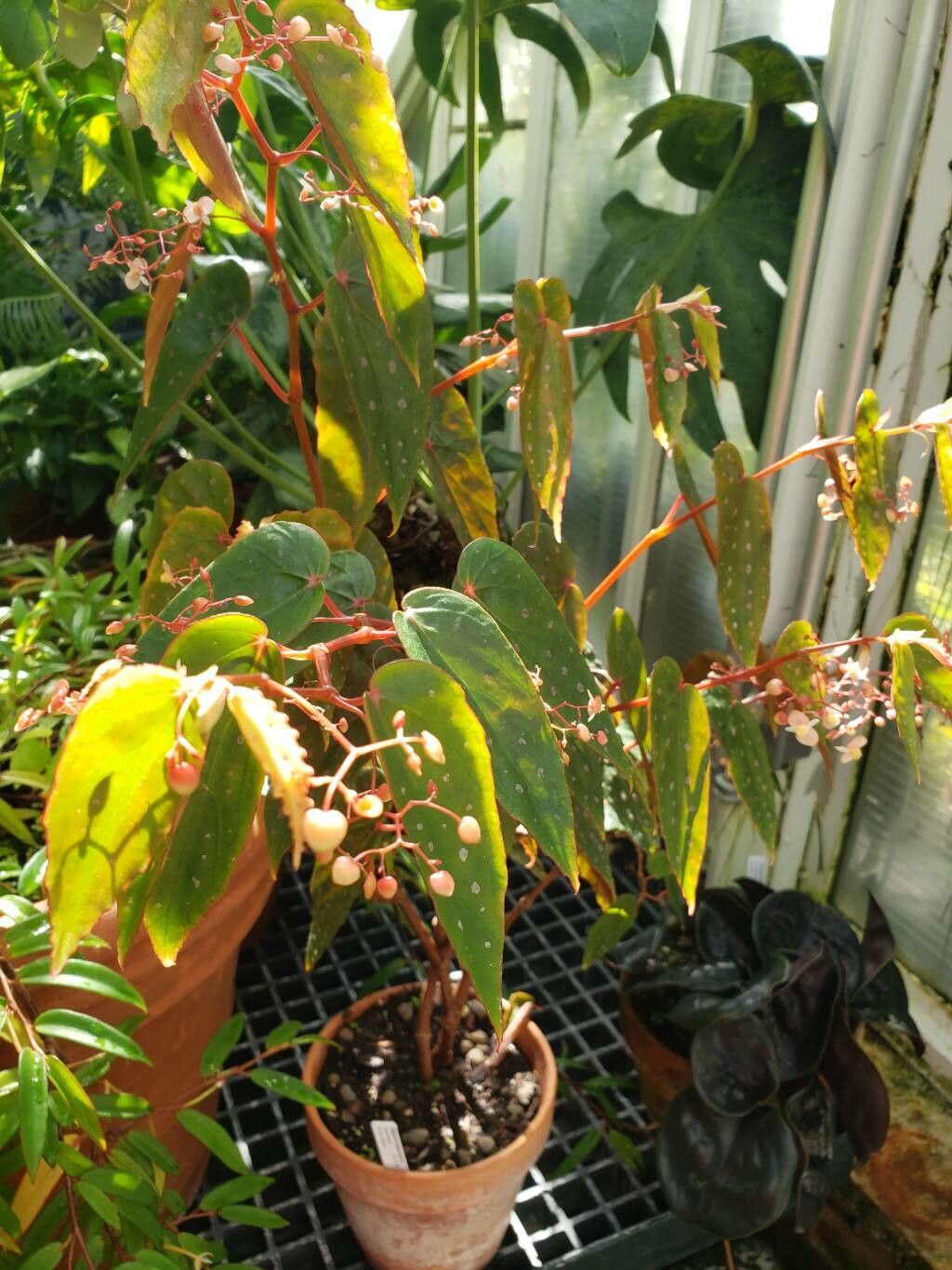 Begonia melanosticta habit