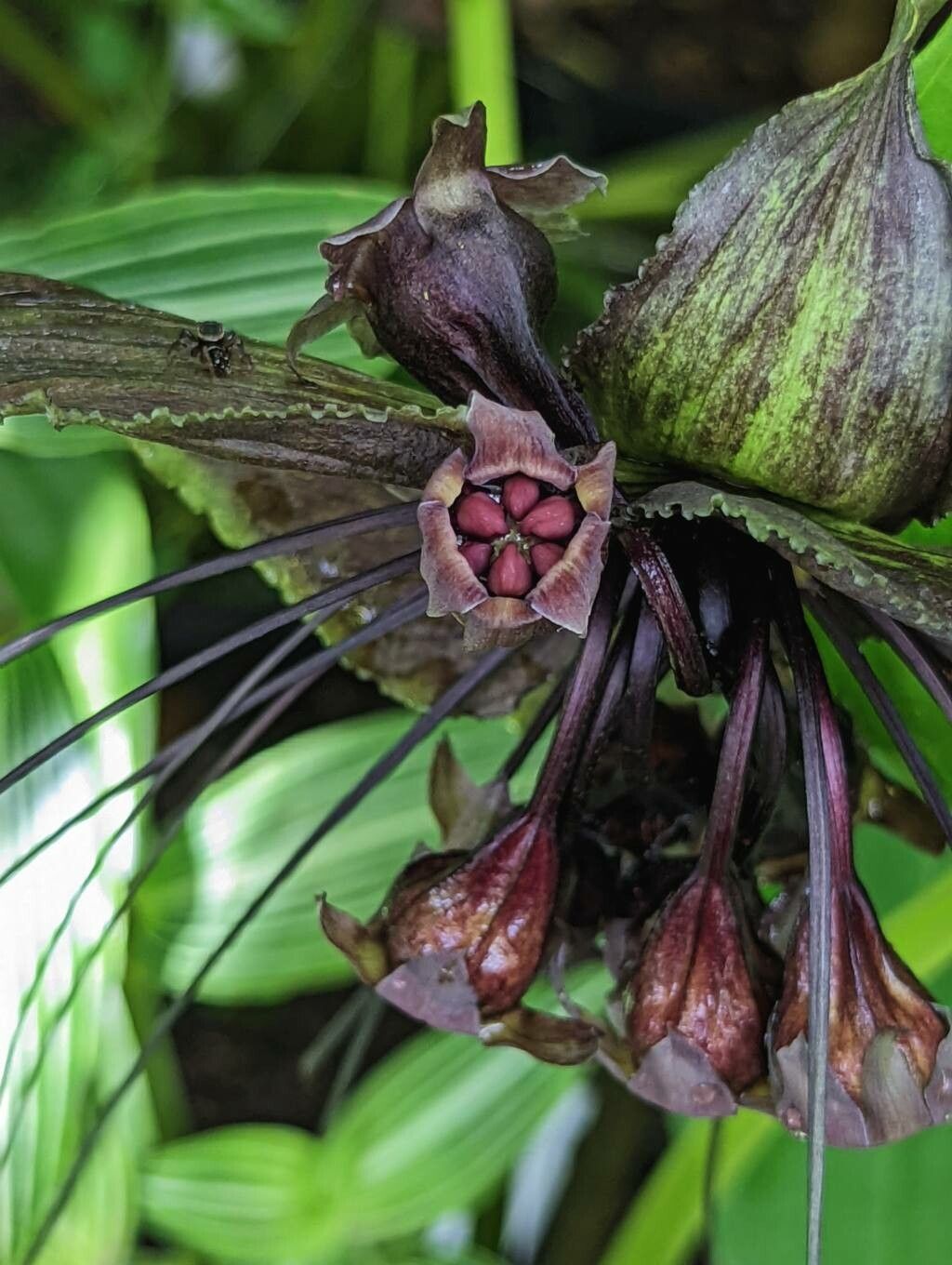 Tacca chantrieri fruit