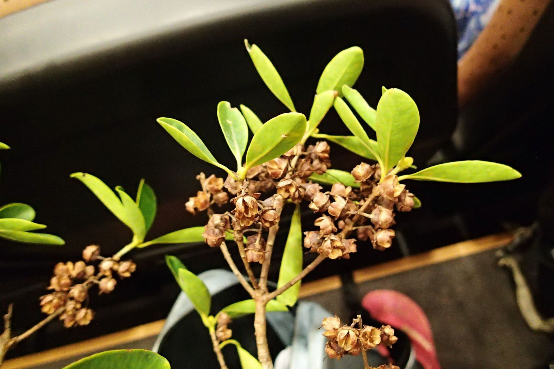 Metrosideros elegans fruit