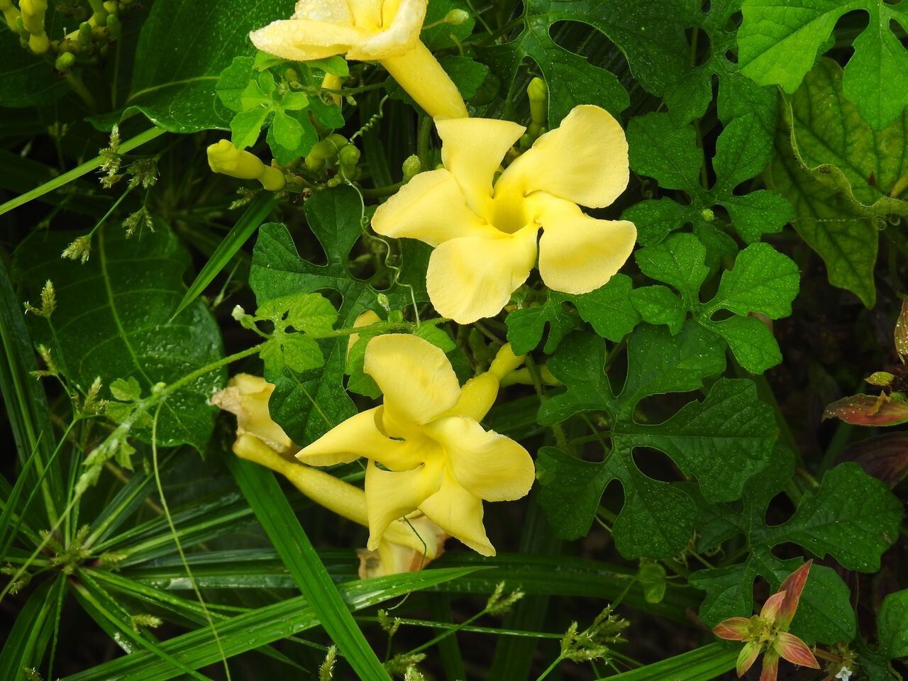 Odontadenia puncticulosa flower