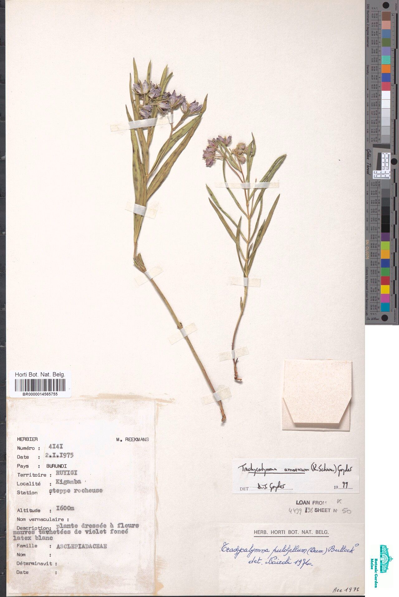 Asclepias schumanniana — search result for 'Asclepias'