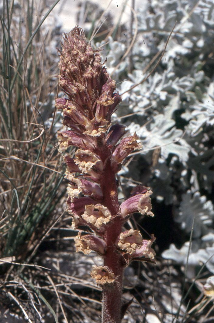 Orobanche fuliginosa — houseplant care guide
