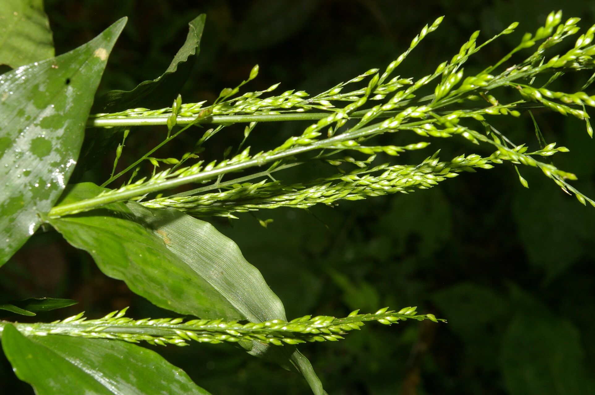Ichnanthus calvescens leaf