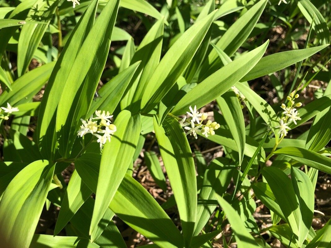 Maianthemum stellatum flower