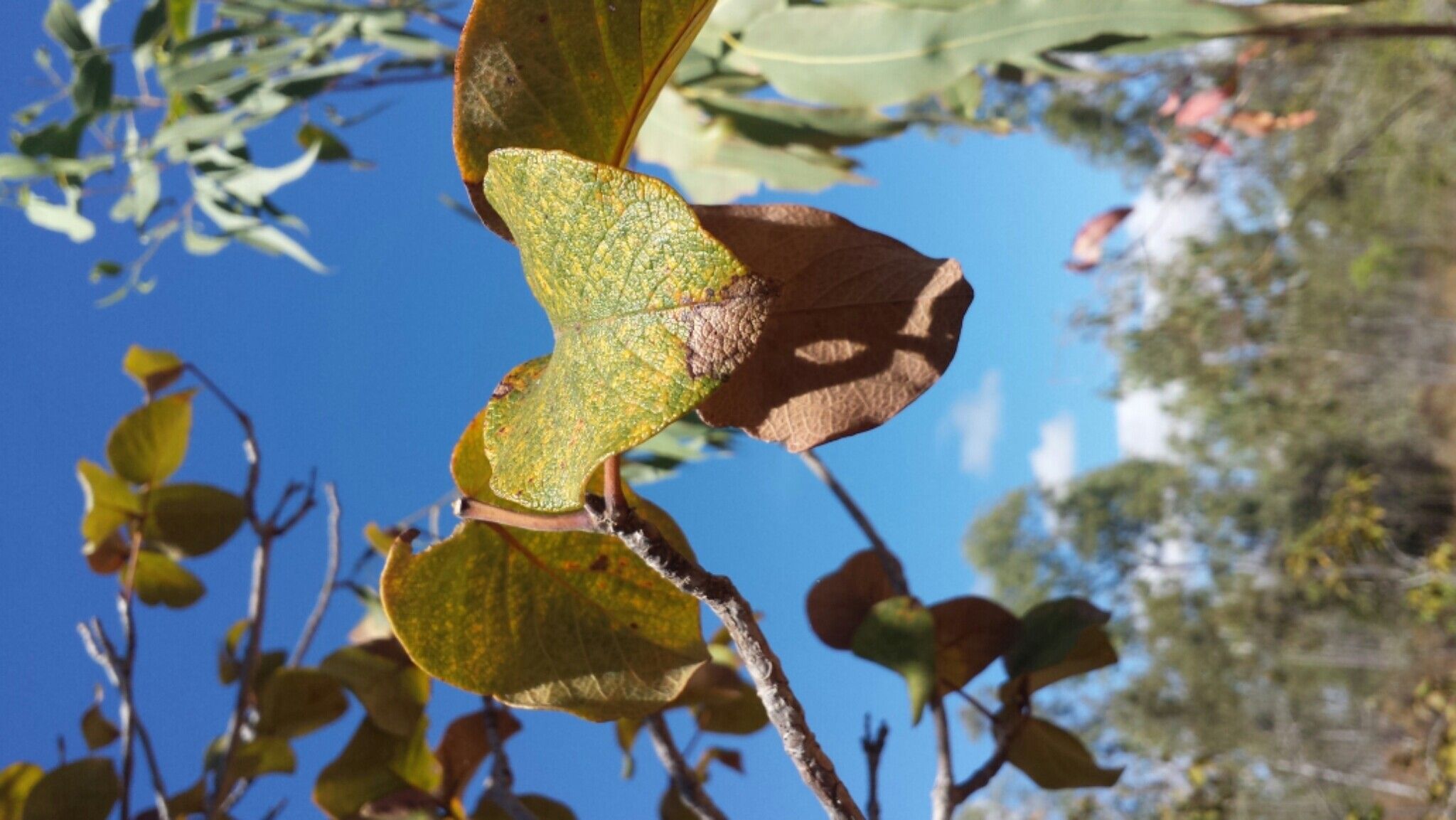 Stereospermum randrianaivoi leaf