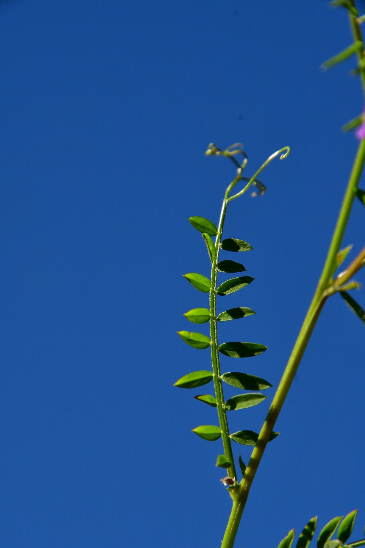 Vicia eriocarpa leaf