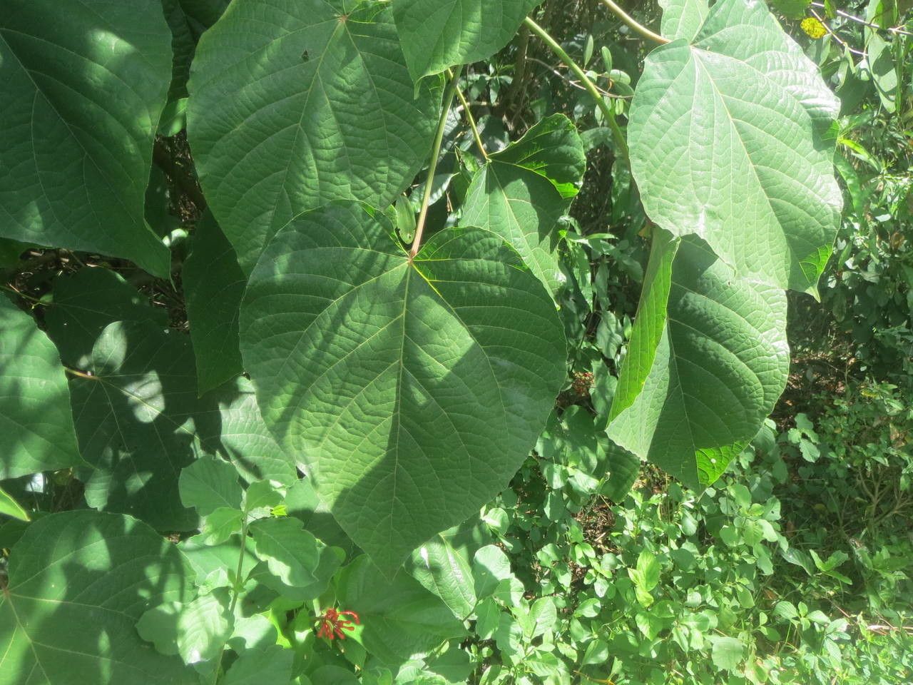 Clerodendrum buchananii leaf